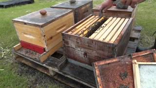 Формирование нуклеусов на зрелый маточник - часть 2 (3) (пчеловодство в Канаде).
