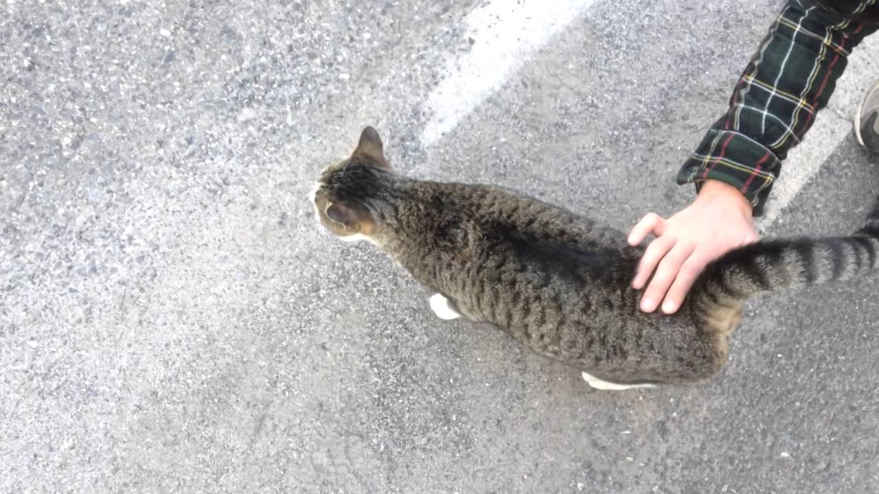 縄張り争いに負けた駐車場の猫 広島の野良猫 Youtube