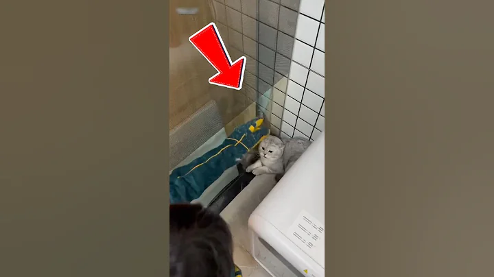 Watch the video about Man vs Cat