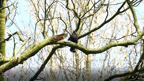 Beautiful blackbird song