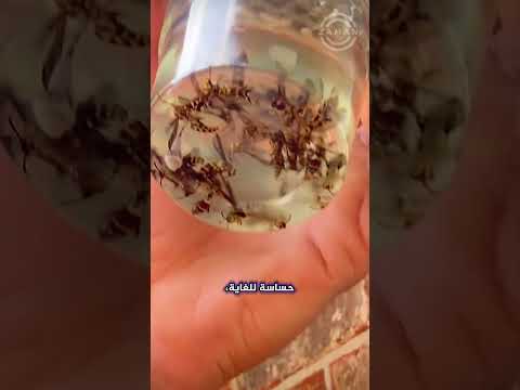 فكرة عبقرية للتخلص من عش الدبابير شاهد مدى فعاليتها 