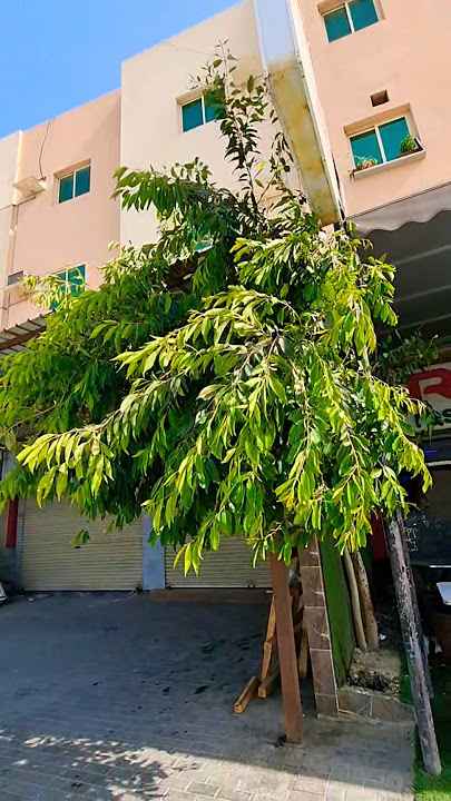 তীব্র রদের ভিতর কিভাবে জাম গাছটি দাঁড়িয়ে আছে দেখুন #shortvideo