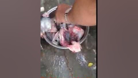 Máy tách xương cá thác lác, máy ép cá, máy lọc xương cá, máy tách xương cá làm chả