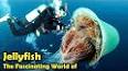 The Fascinating World of Jellyfish ile ilgili video