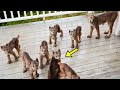 Lynx Brings 7 Kittens To Woman - She Bursts Into Tears When Realizing Why