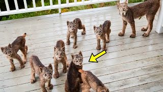 Lynx Brings 7 Kittens To Woman  She Bursts Into Tears When Realizing Why