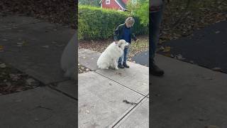 Dogaggressive Great Pyrenees weighs more than his handler! #dogs #dogtraining