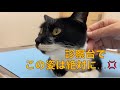 【66】別々の箱で密閉し放置された母子猫達のその後☆母猫の診察姿に驚き！管理人宅の保護猫園の子猫達をご紹介♪