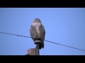 Snowy Owl, Rock County, Wisconsin