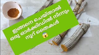 Orchid propagation | orchid propagation by stem cutting | Malayalam | New Trends