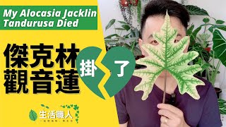 我的傑克林觀音蓮掛了- My Alocasia JacklinTandurusa Died ... 