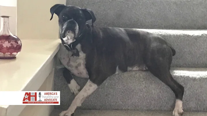 Pet Health Series 2: Fleas, Ticks and Heartworms