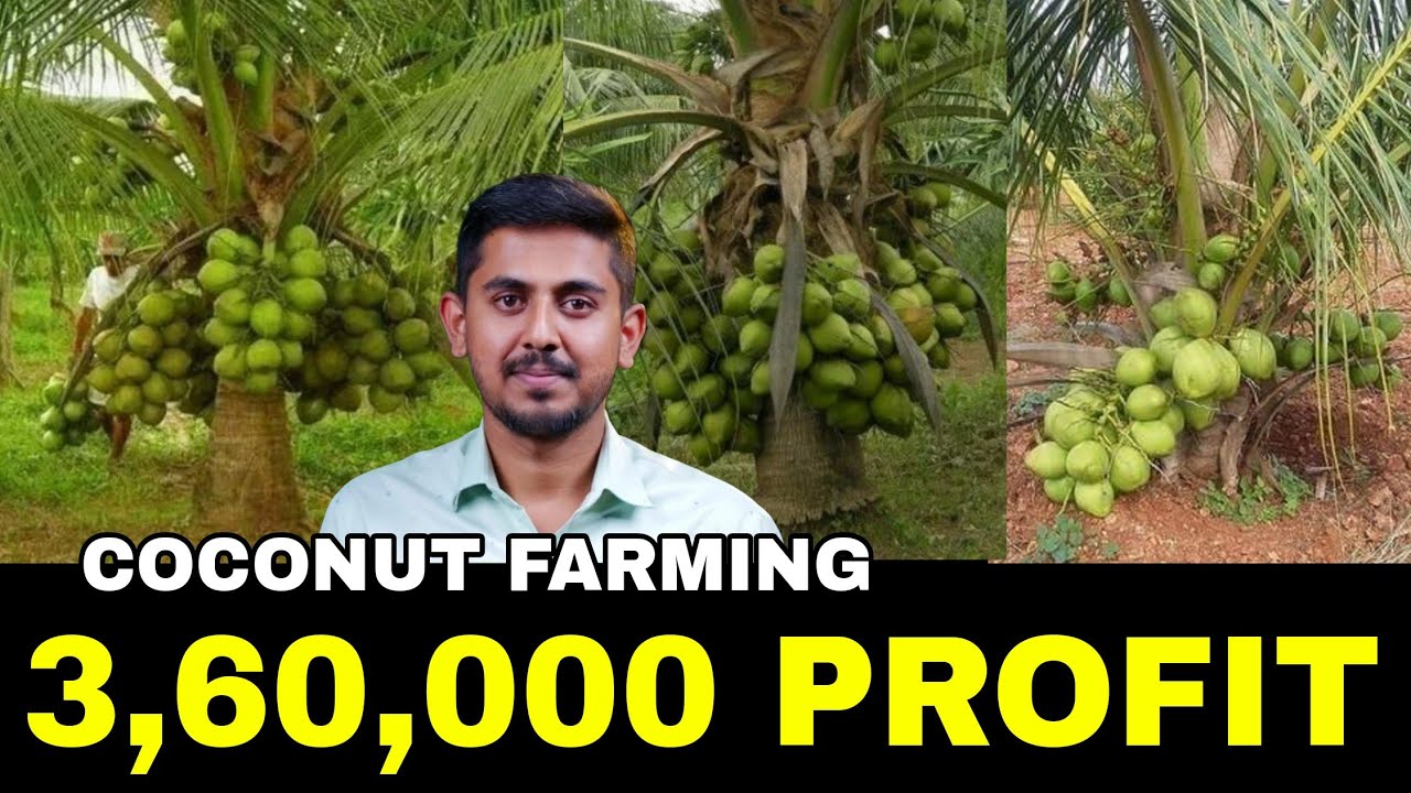 Coconut Farming Details In Telugu | By HVR 