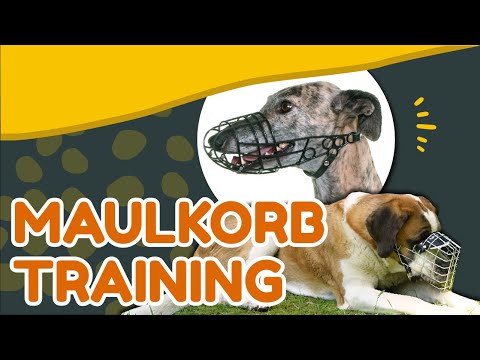 Video: So trainieren Sie Ihren Hund zum Tragen eines Maulkorbs