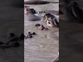 The Chaos of Africa’s Crowded Hippo Pools 🦛🔥#shorts #wildlife #hippopotamus #naturedocumentary