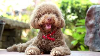 Poodle dogs | Beautiful poodle dogs compilation #01 | Spark of Nature by Spark of Nature 42 views 2 years ago 5 minutes, 29 seconds