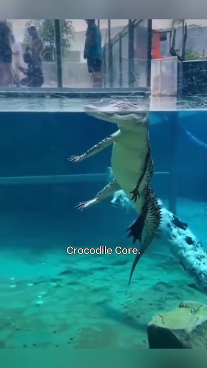 Crocodile Core. 🐊 🐊 #shorts #crocodile #core