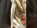💫💫💫Pure, silver, and sea-salt fresh. #shorts #shortsvideo #colorfulfish #shortsvideo #fish #seafish
