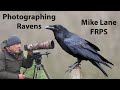 Photographing Ravens (what is this bird doing?).