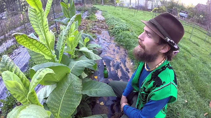 Tobacco the Taboo Plant with Herbal Jedi Yarrow Wi...