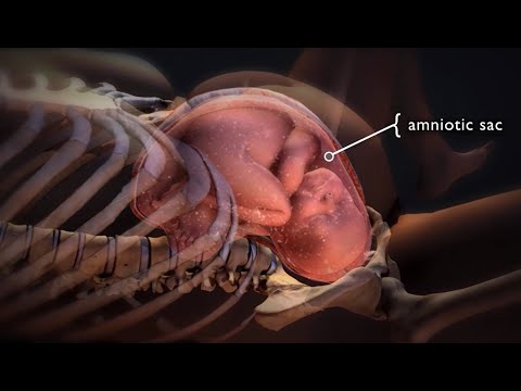 Amniotic Fluid: Development, Functions, Complications