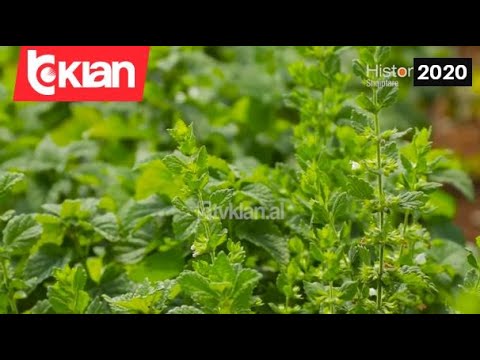 Video: Informacion për bimën e bishtit të akrepit me gjemba - Këshilla për t'u kujdesur për bishtin e akrepit me gjemba