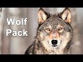 Wild Life - Wolves &amp; Bears Documentary HD