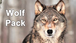 Wild Life - Wolves & Bears Documentary HD