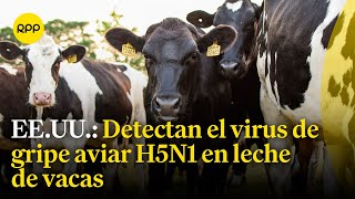 OMS alertó que el virus de gripe aviar H5N1 fue detectado en leche de vacas infectadas en EE.UU.
