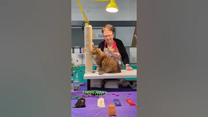 Video 10135021: siberian cat, cfa