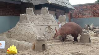 Aardvark Sandcastle Treat  The Best Bits