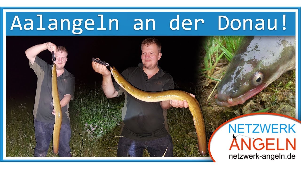 Aalangeln an der Donau