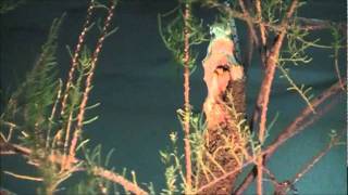 BonsaiArtisans- Bob Pressler, Tamarisk Bonsai Part 1