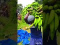 Short story Work ♥️💯🥹 #farming #agriculture #agrishorts #whatsappstatus #viralvideos #workshorts