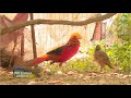 Crescătorie de păsări  exotice în curtea unui gospodar din Izbiceni, Olt
