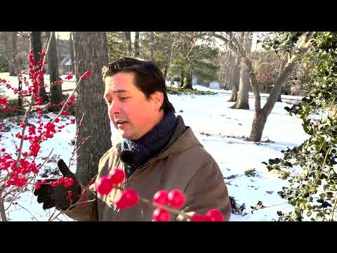 Video: Winterberry Holly Inligting - Sorg vir Winterberry Holly Struike