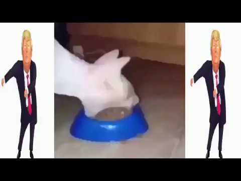 meal.mp4 - meal.mp4