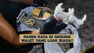 Alhamdulillah Panen Di Gedung Walet ukuran 8×8 yang luar biasa muantap poll!! 