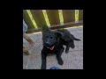 Phoebe, 7 weeks old Croatian sheepdog の動画、YouTube動画。