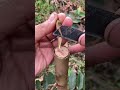 technique of grafting multiple branches onto a guava tree.