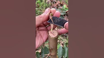 technique of grafting multiple branches onto a guava tree.