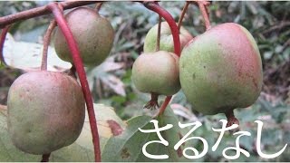 日本のキウイフルーツ　サルナシ