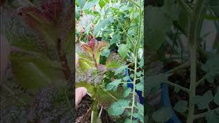 Little aphid eaters at work,  ladybug larvae. by old goats garden 17 views 1 month ago 1 minute, 53 seconds