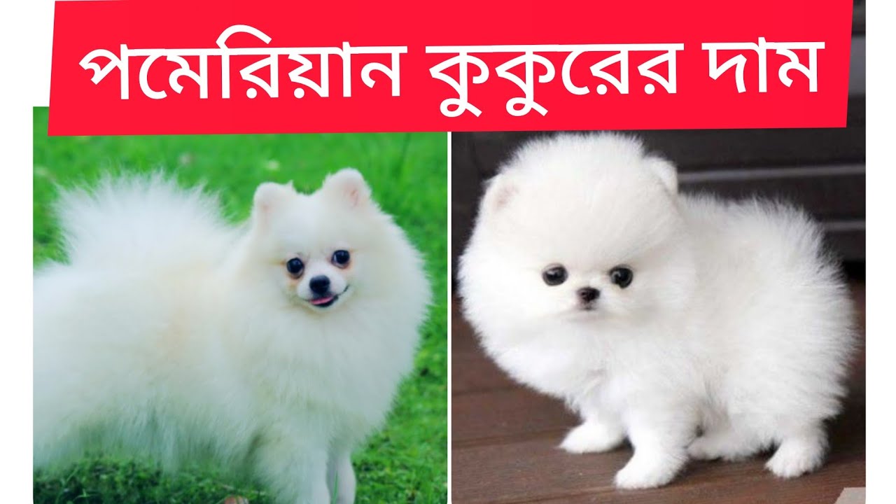 পমেরিয়ান কুকুরের দাম Pomeranian Dog price in India and Bangladesh,Teacup Pom price in