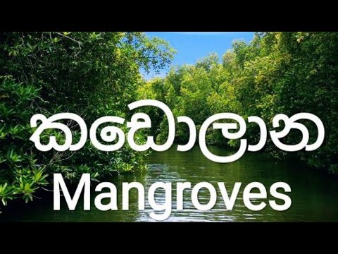 Mangroves in Sri Lanka 🇱🇰  | ශ්‍රී ලංකාවේ කඩොලාන (english subtitle)