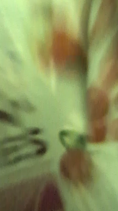 Day 5 of collecting cranberries from school