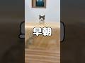【保護猫】早朝に起こされ、ジッと見つめてくる猫