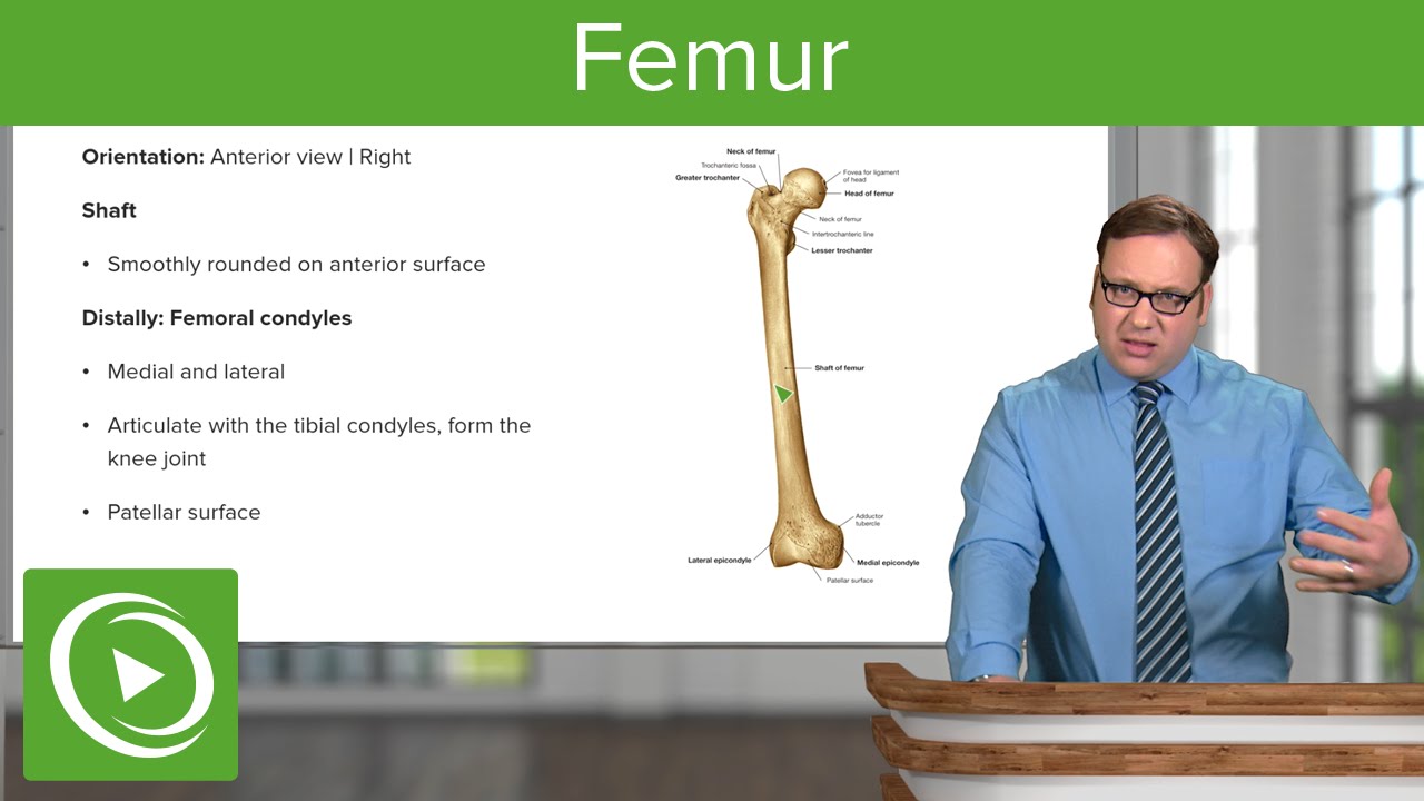 Femur – Anatomy | Medical Education Videos