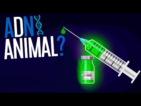 Video: ¿Qué animal tiene el ADN más parecido al de los humanos?
