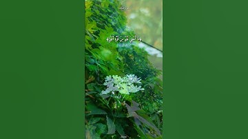 سورة السجدة 🤍|القارئ عبد الرحمان مسعد #القرآن_الكريم #اكسبلور #ارح_سمعك